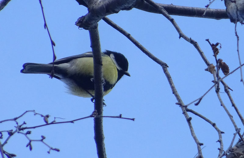 Cinciallegra (Parus major)